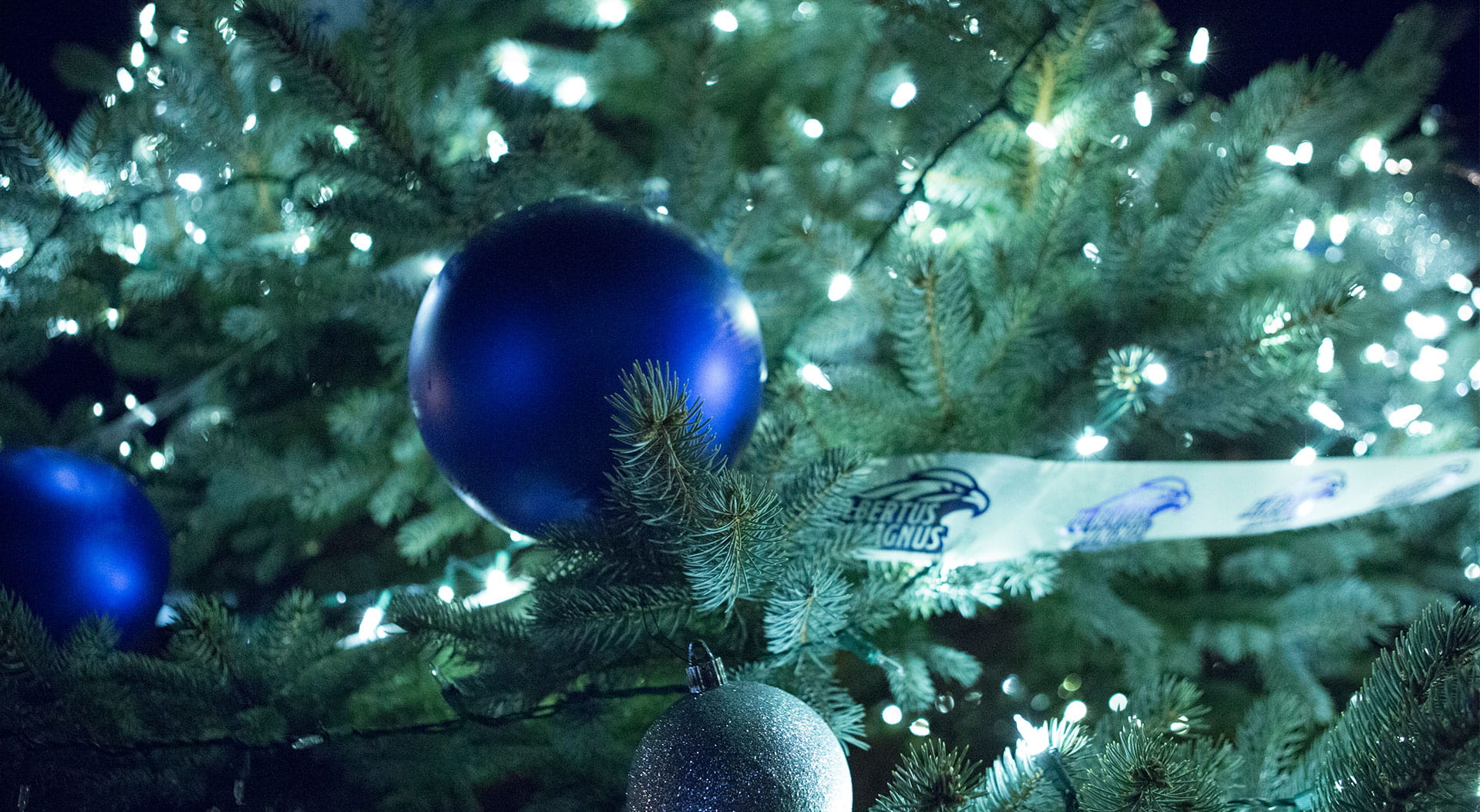 Albertus Christmas Tree Lighting